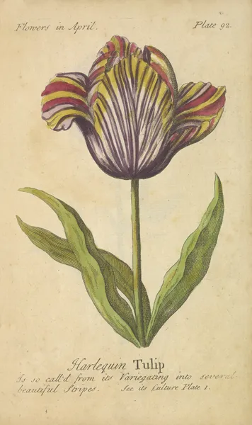 Harlequin Tulip av J. Duke