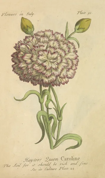 Hayter’s Queen Caroline av J. Duke