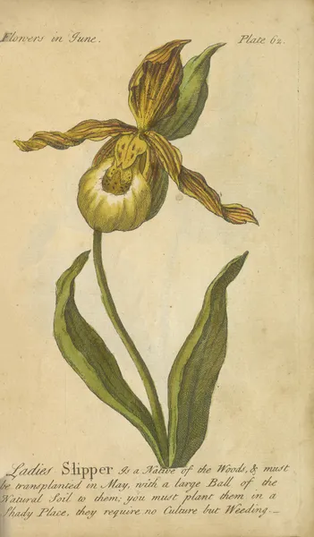 Ladies Slipper av J. Duke