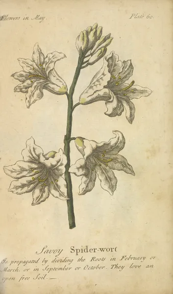 Savoy Spider-wort av J. Duke