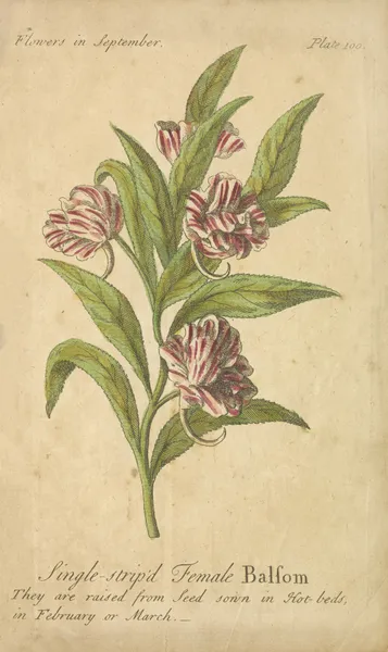 Single-striped Female Balsom av J. Duke
