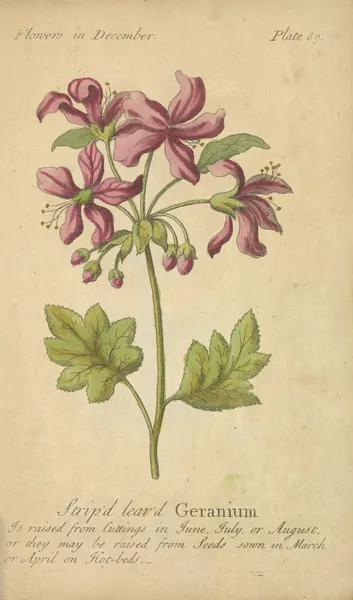 Striped leaved Geranium av J. Duke