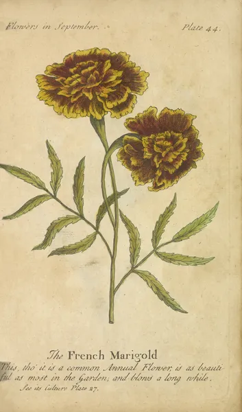The French Marigold av J. Duke