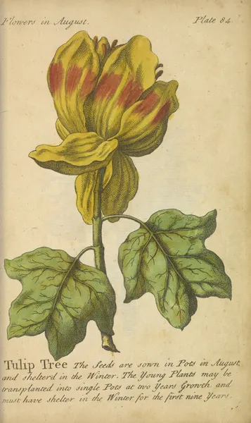 Tulip Tree av J. Duke