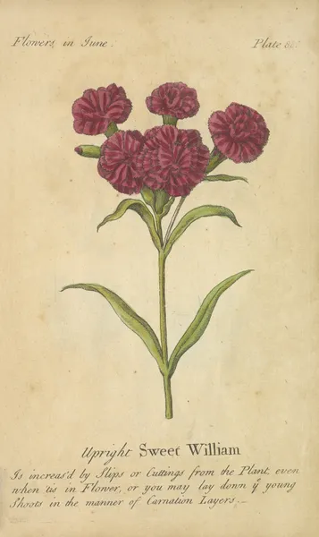 Upright Sweet William av J. Duke