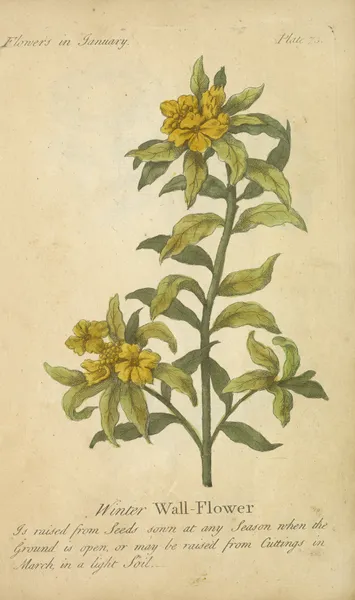 Winter Wall-Flower av J. Duke