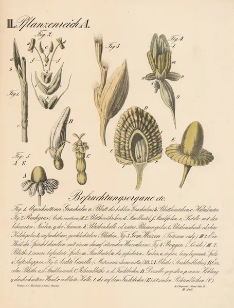 Befruchtungsorgane etc. av H.J. Ruprecht