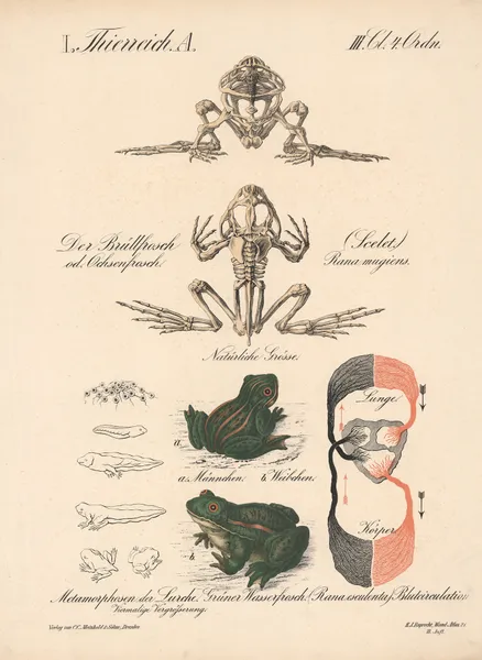 Der Brüllfrosch od. Ochsenfrosch. (Scelet.) Rana mugiens  Grüner Wasserfrosch. (Rana esculenta) av H.J. Ruprecht