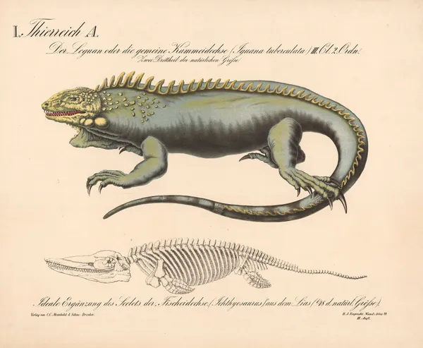 Der Leguan oder die gemeine Kammeidechse (Iguana tuberculata) av H.J. Ruprecht