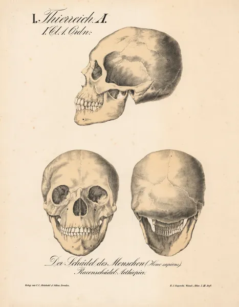 Der Schädel des Menschen (Homo sapiens). Racenschädel; Aethiopier av H.J. Ruprecht