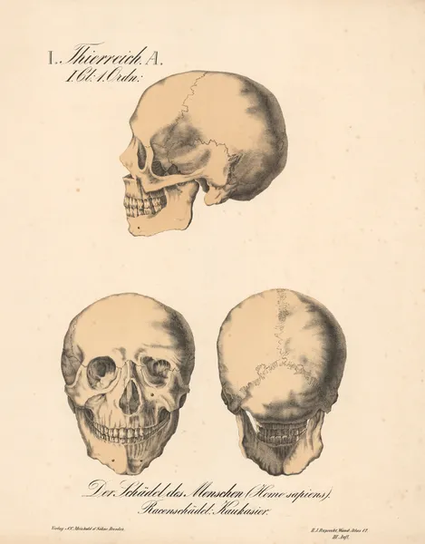 Der Schädel des Menschen (Homo sapiens). Racenschädel; Kaukasier av H.J. Ruprecht