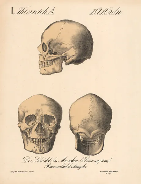 Der Schädel des Menschen (Homo sapiens.) Racenschädell; Mongole av H.J. Ruprecht