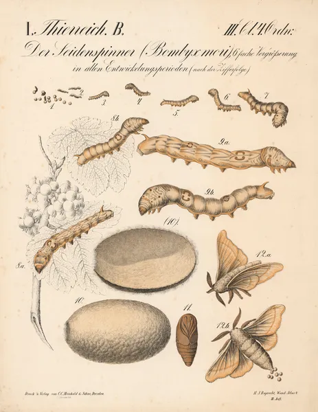 Der Seidenspinner (Bombyx mori), 6 fache Vergrösserung in allen Entwicklungsperioden (nach der Zifferfolge.) av H.J. Ruprecht