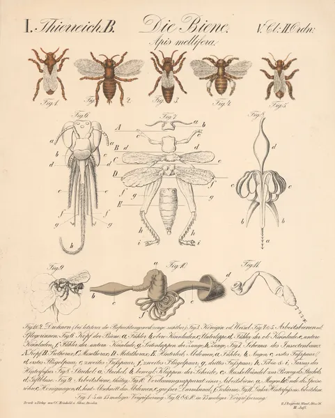 Die Biene. Apis mellifera av H.J. Ruprecht