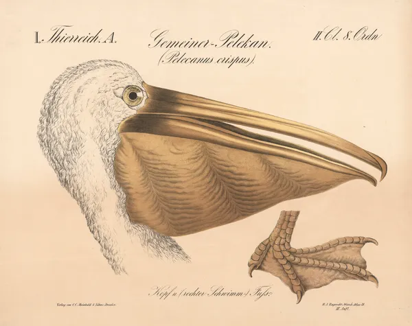 Gemeiner=Pelikan. (Pelecanus crispus) av H.J. Ruprecht