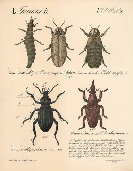 Gern; Leuchtkäfer (Lampyris splendi-dula), Leder Laufkäfer (Carabus coreaceus). Brauner Kornwurm (Calandra granaria) av H.J. Ruprecht