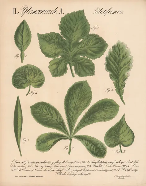 II. Pflanzenreich. A. Blattformen. av H.J. Ruprecht