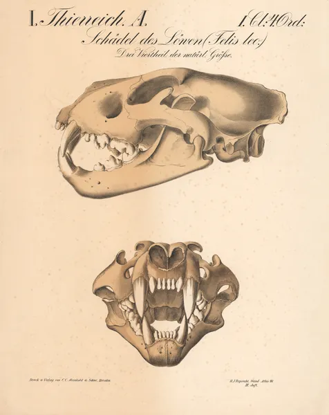Schädel des Löwen (Felis leo.) av H.J. Ruprecht