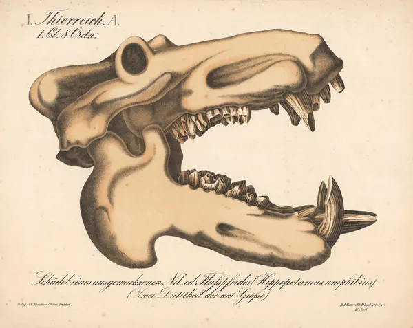 Schädel eines ausgewachsenen Nil, od; Flusspferdes (Hippopotamus amphibius) av H.J. Ruprecht
