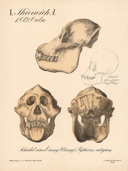 Schädel eines Orang-Utang (Pythecus satyrus) av H.J. Ruprecht