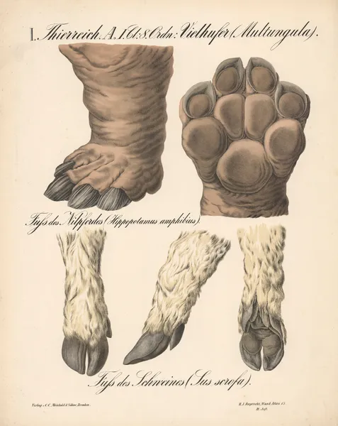 Vielhufer (Multungula), Fuss des Nilpferdes (Hippopotamus Amphibius). Fuss des Schweines (Sus scrofa) av H.J. Ruprecht