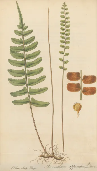 Acrostichum appendiculatum av William Jackson Hooker