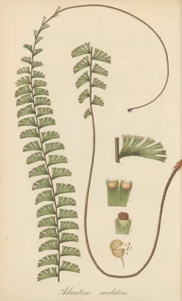 Adiantum caudatum av William Jackson Hooker
