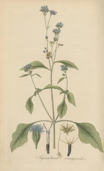Ageratum conyzoides av William Jackson Hooker