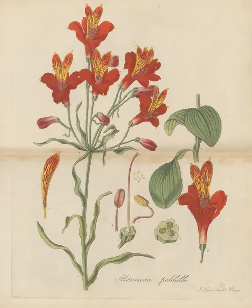 Alstroemeria pulchella av William Jackson Hooker