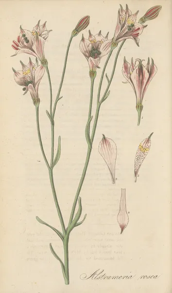 Alstroemeria rosea av William Jackson Hooker