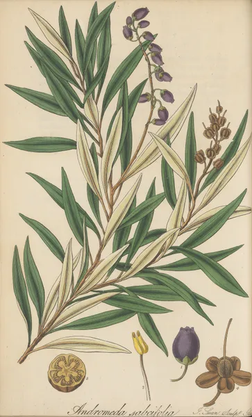 Andromeda salicifolia av William Jackson Hooker