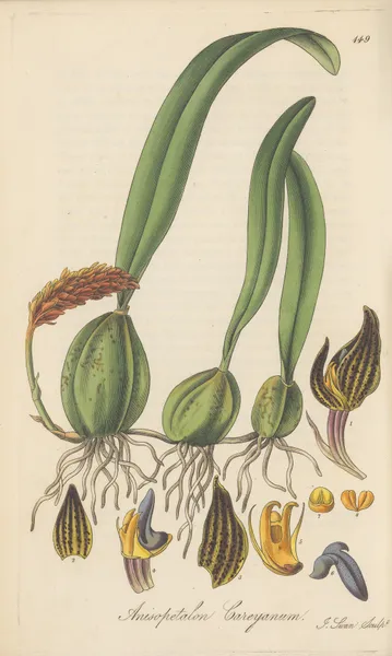 Anisopetalum Careyanum av William Jackson Hooker