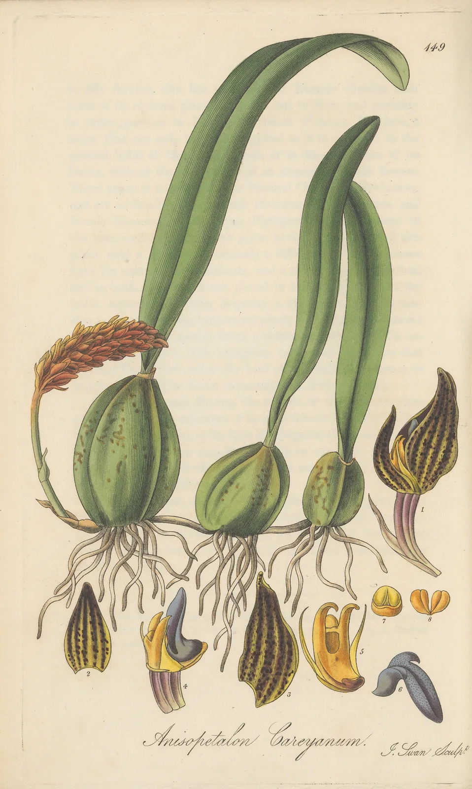 Anisopetalum Careyanum av William Jackson Hooker