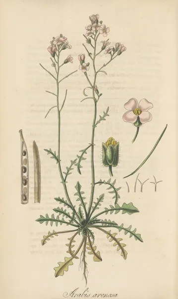 Arabis arenosa av William Jackson Hooker