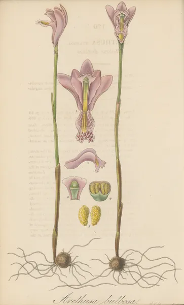 Arethusa bulbosa av William Jackson Hooker