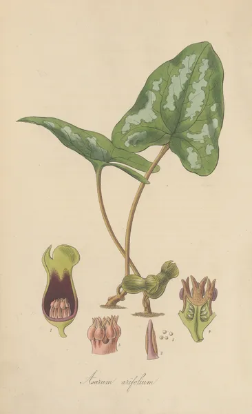 Asarum arifolium av William Jackson Hooker