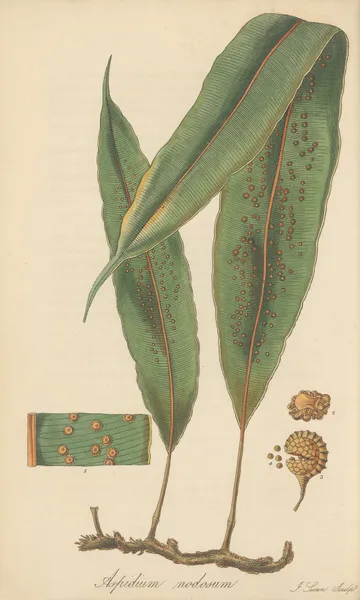 Aspidium nodosum av William Jackson Hooker