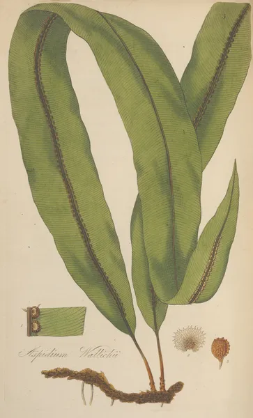Aspidium Wallichii av William Jackson Hooker