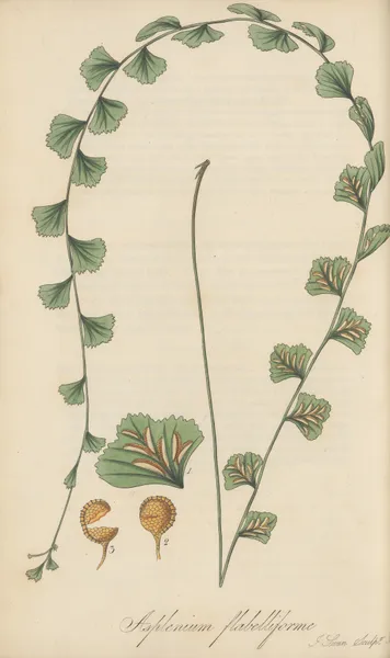 Asplenium flabelliforme av William Jackson Hooker