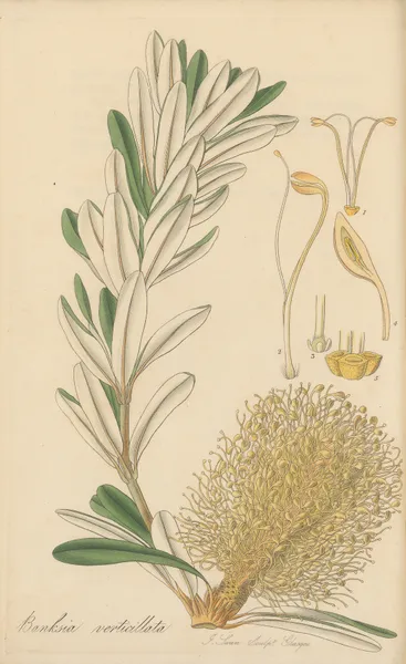 Banksia verticillata av William Jackson Hooker