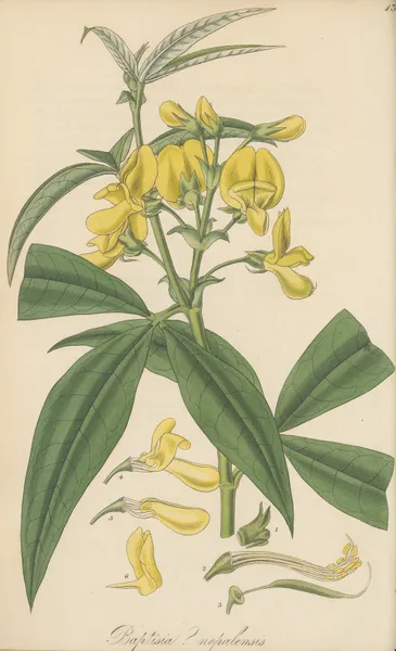 Baptisia nepalensis av William Jackson Hooker