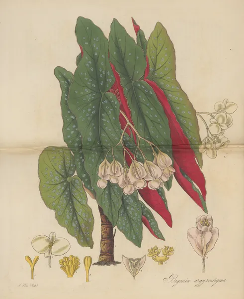 Begonia argyrostigma av William Jackson Hooker