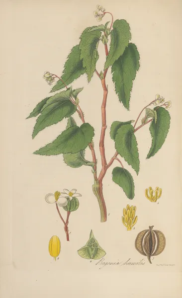 Begonia humilis av William Jackson Hooker