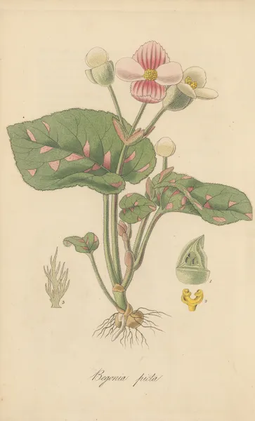 Begonia picta av William Jackson Hooker