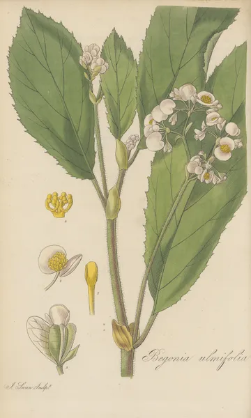 Begonia ulmifolia av William Jackson Hooker