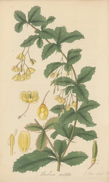 Berberis aristata av William Jackson Hooker