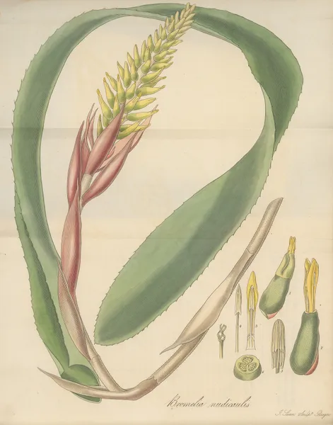 Bromelia nudicaulis av William Jackson Hooker