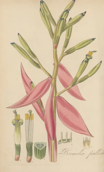 Bromelia pallida. av William Jackson Hooker