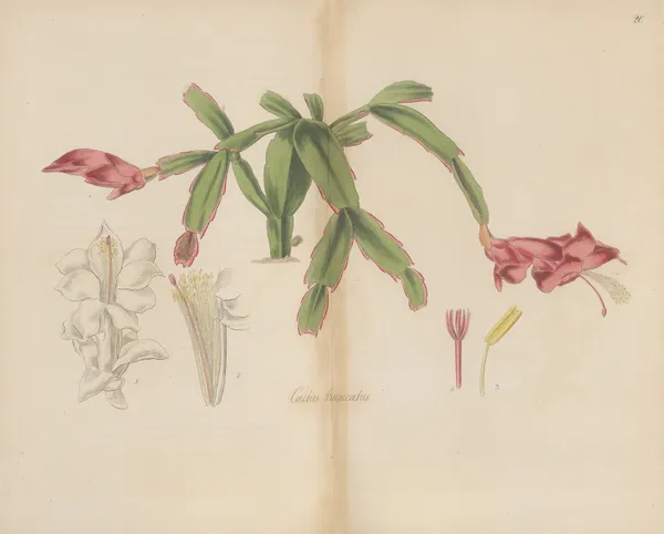 Cactus truncatus av William Jackson Hooker