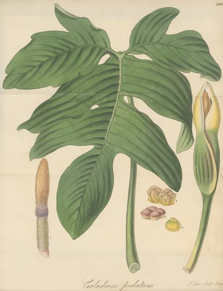 Caladium pedatum av William Jackson Hooker